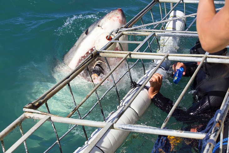 Cage Dive with Great White Sharks